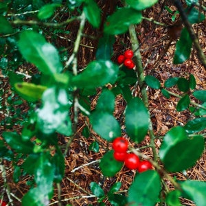 Yaupon Holly Seeds ( Ilex Vomitoria )