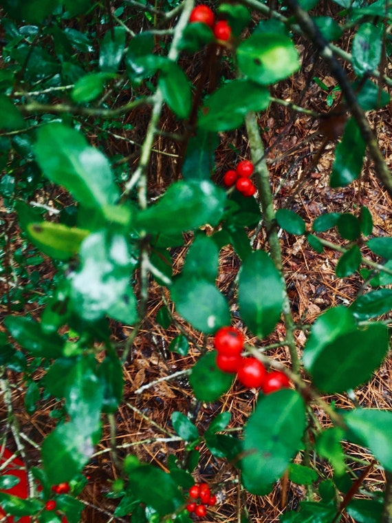 Yaupon Holly Seeds ( Ilex Vomitoria )