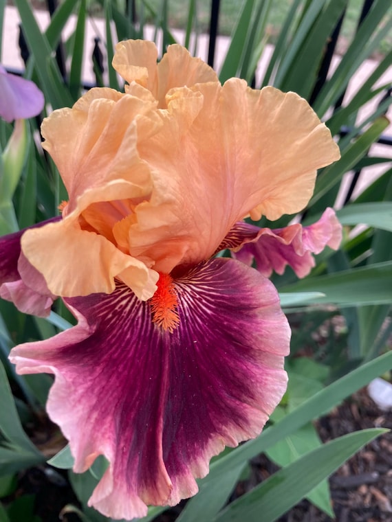 Tall Bearded Iris “ Glitterati “ - Pre Sale