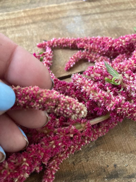 Love Lies Bleeding Seeds-Amaranthus