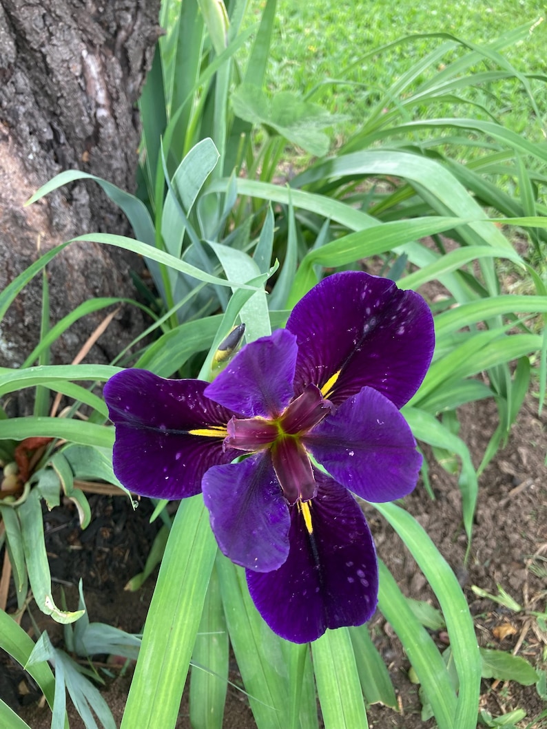 Louisiana Iris Gamecock - Thumbnail 3