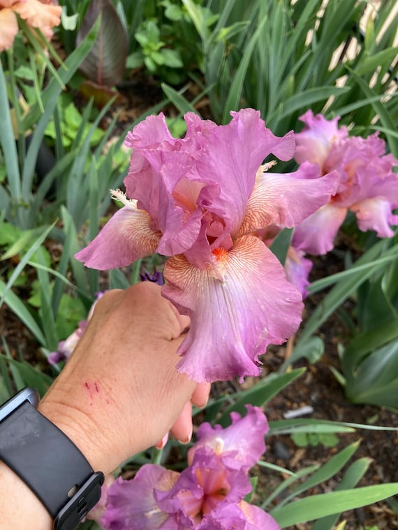 Bearded Iris “ Reincarnation - Pre Sale