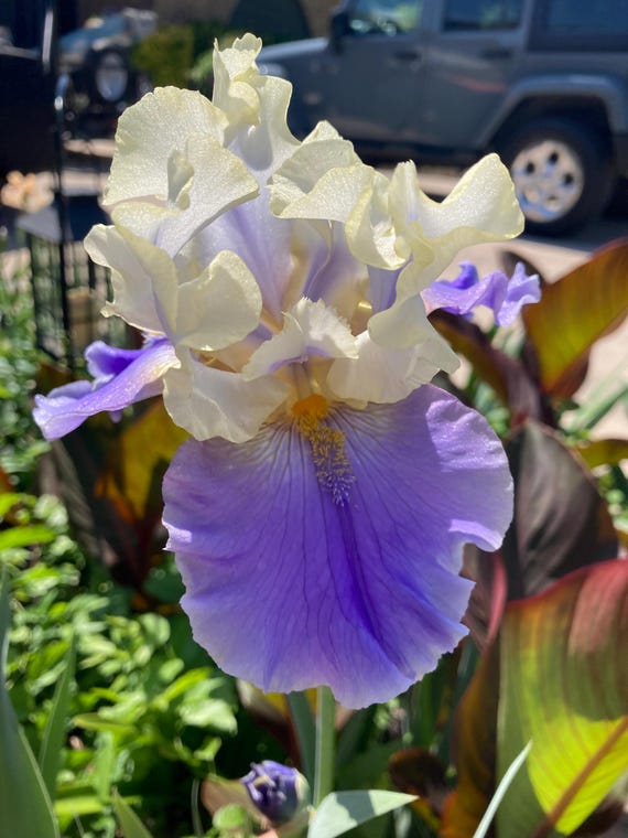 Tall Bearded Iris “ Edith Wolford “ - Pre Sale