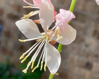 White Gaura Seeds