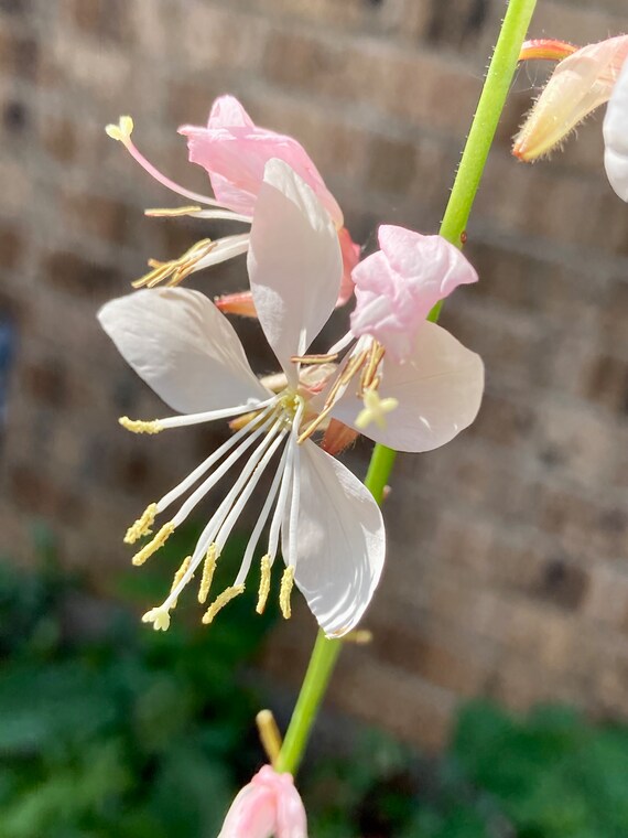 White Gaura Seeds