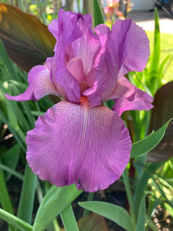 Tall Bearded Iris Ever After