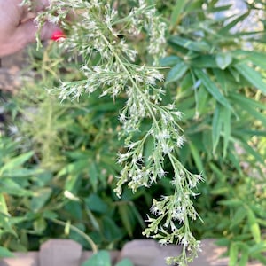 Dog Fennel Seeds