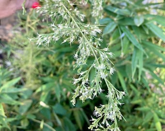 Dog Fennel Seeds