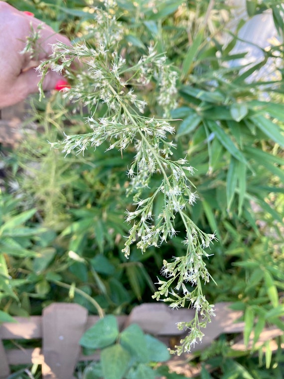 Dog Fennel Seeds