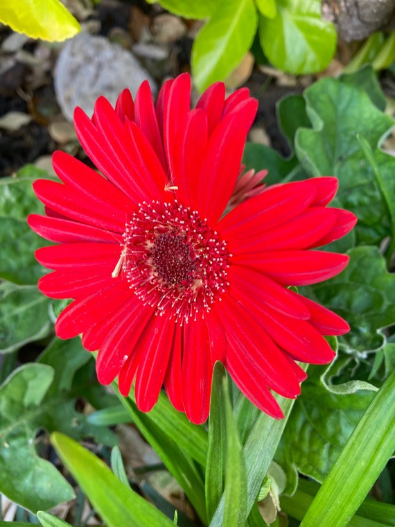 Gerbera Daisy Seeds
