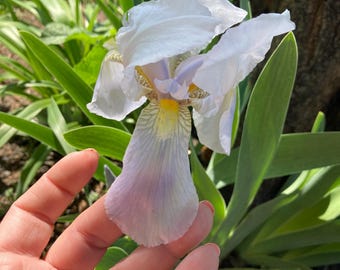 Tall Bearded Iris “ Florentina” -
