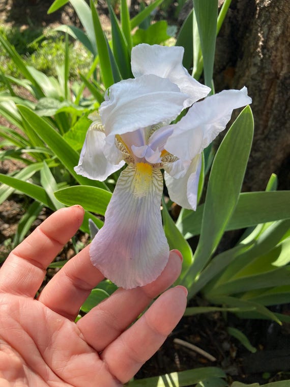 Tall Bearded Iris “ Florentina” - Pre Sale