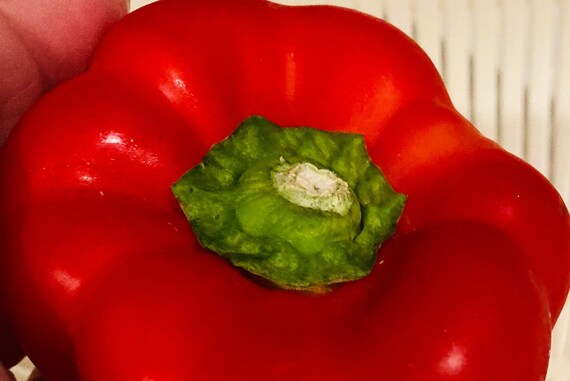 Red Bell Pepper Seeds