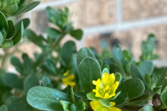 Purslane Seeds