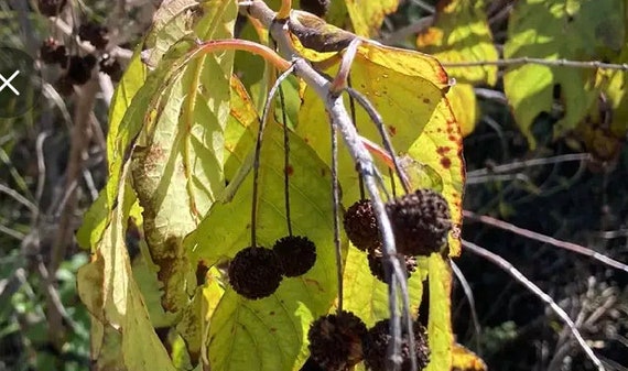 Buttonbush Seeds
