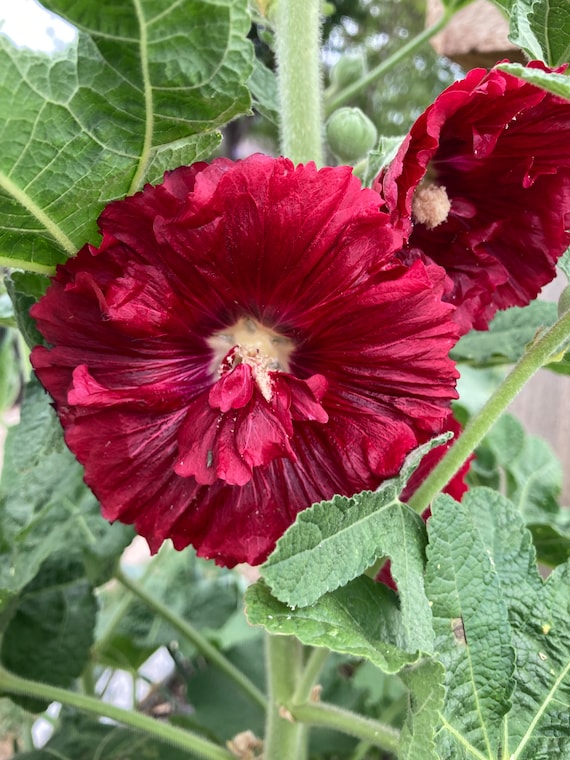 Maroon Celebrity Hollyhock Seeds