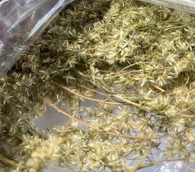 Dog Fennel Seeds Etsy