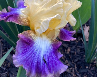 Tall Bearded Iris “ Variety Show