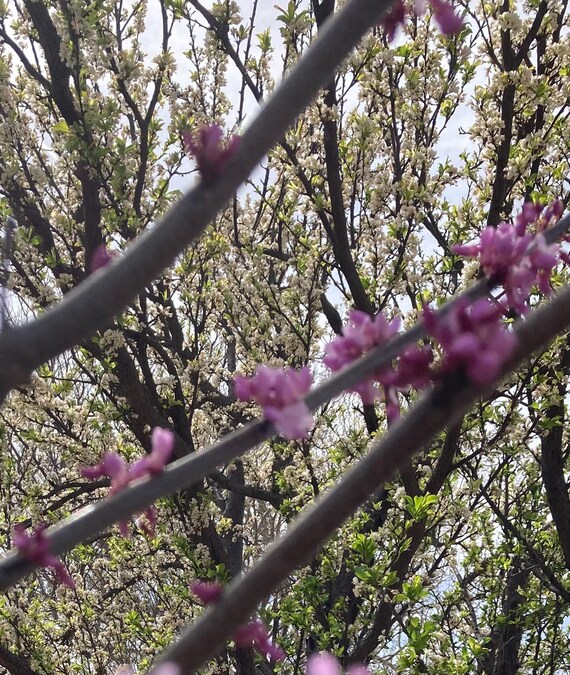 Eastern Redbud Tree Seeds