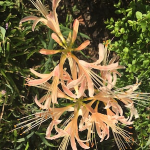 Rare Spider Lily Bulb ( Lycoris )
