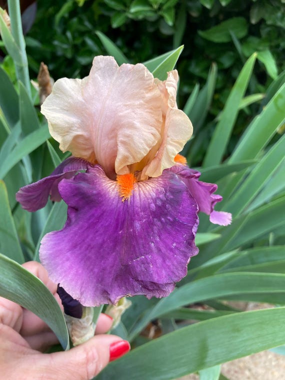 Tall Bearded Iris “ Balderdash “ - Pre Sale
