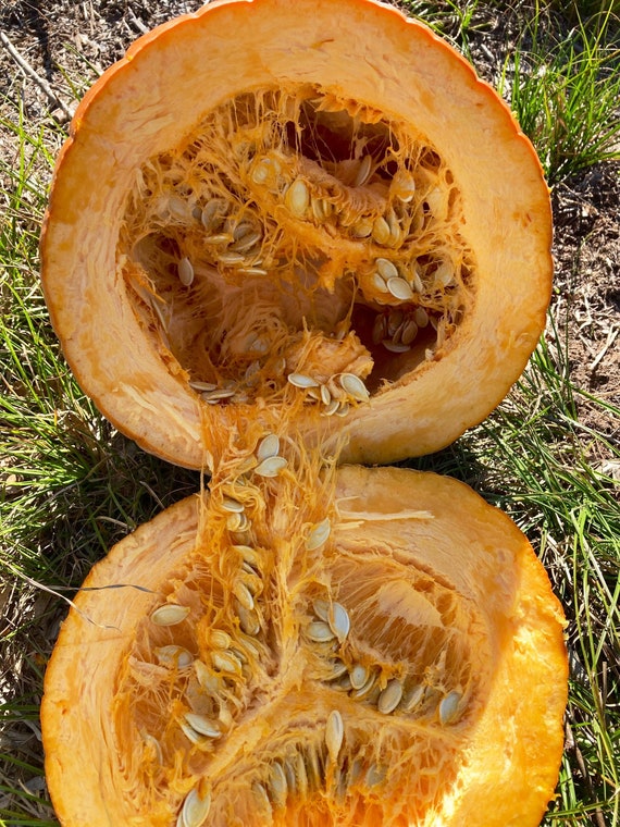 JACK O’Lantern Seeds