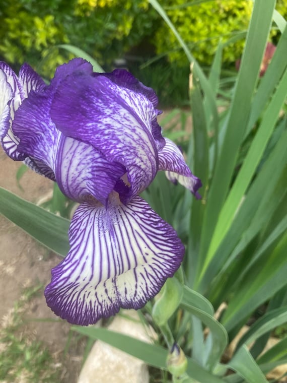 Tall Bearded Iris “Circus Stripes  “