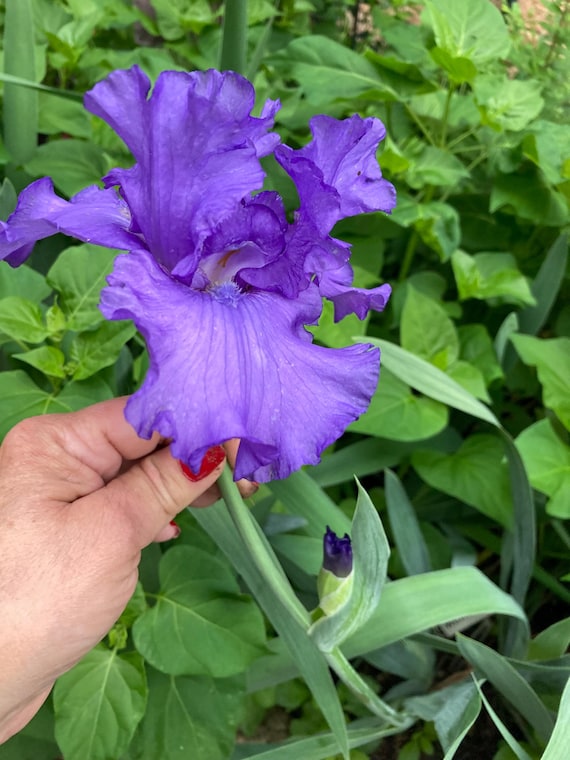 Tall Bearded Iris “ Change in the Weather “ Pre Sale