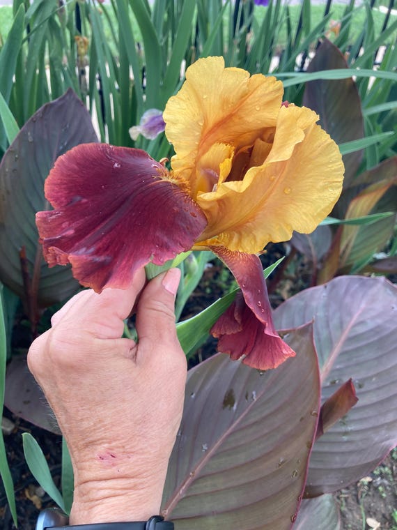 Tall Bearded Iris “ Kathy Chilton “
