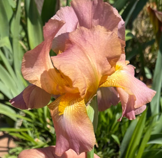 Tall Bearded Iris Aubanel