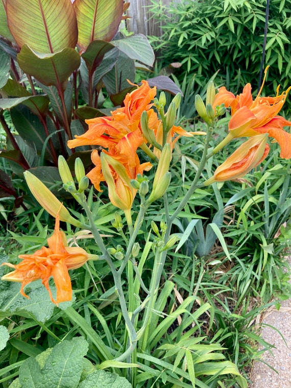 10 Daylily Hemerocallis fulva ‘Kwanso’