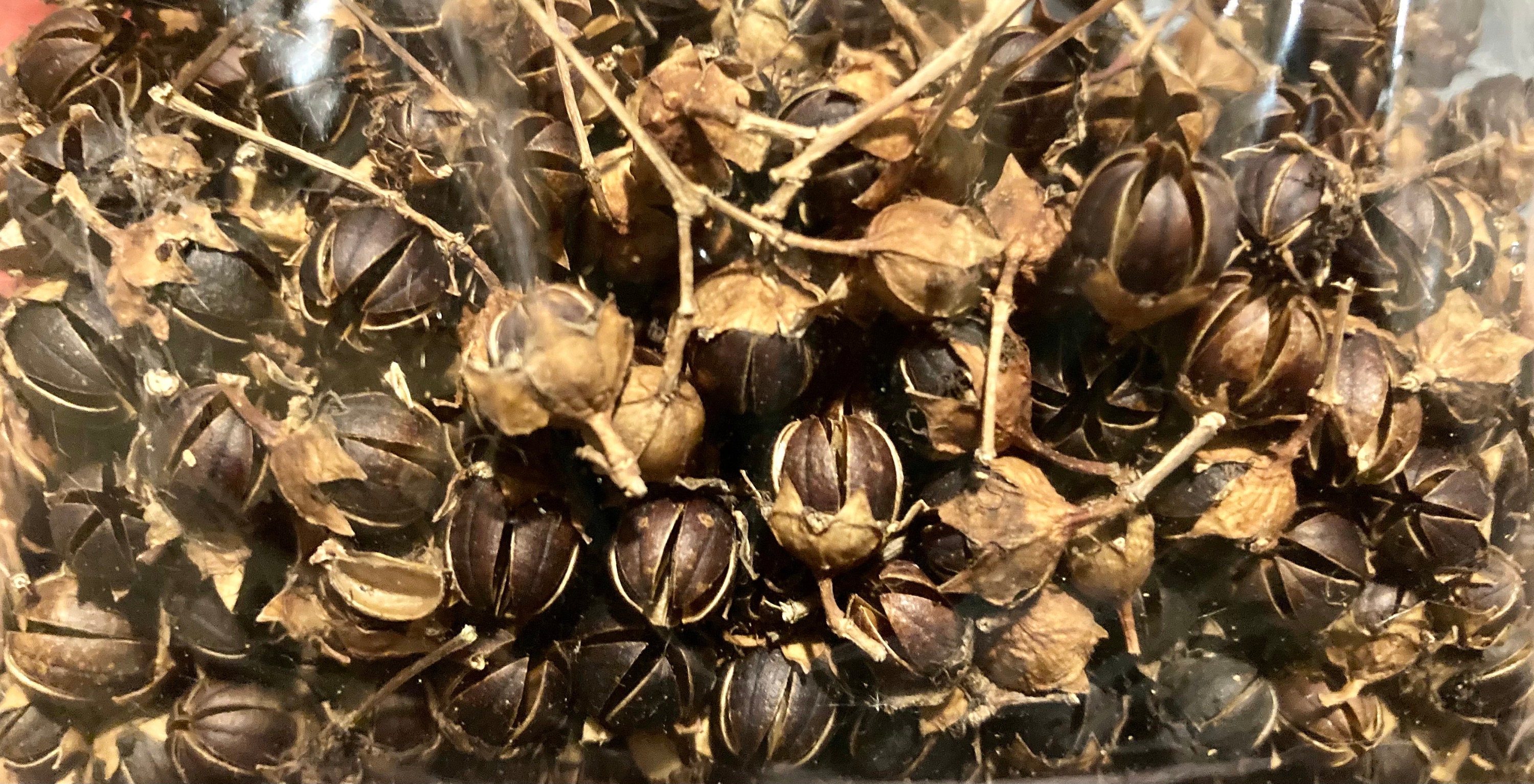 Magic Tree Seeds Melvor - 793fqsq