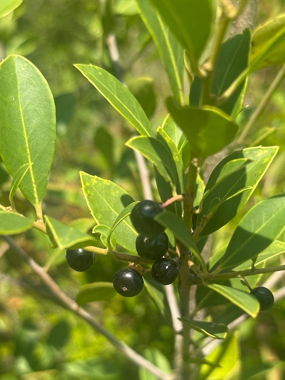 Inkberry Shrub Seeds