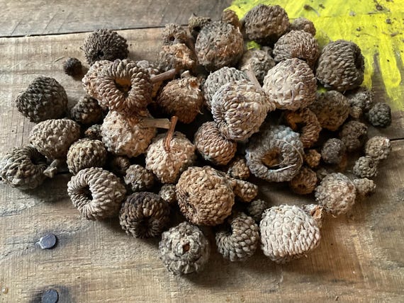 Small Burr Acorn Undeveloped Lot 1