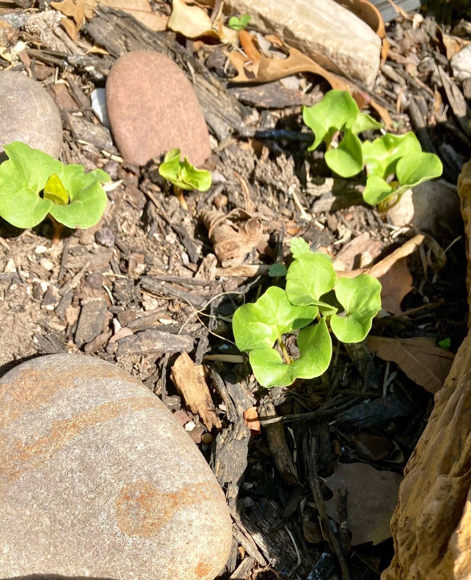 Four Oclock Plants Etsy