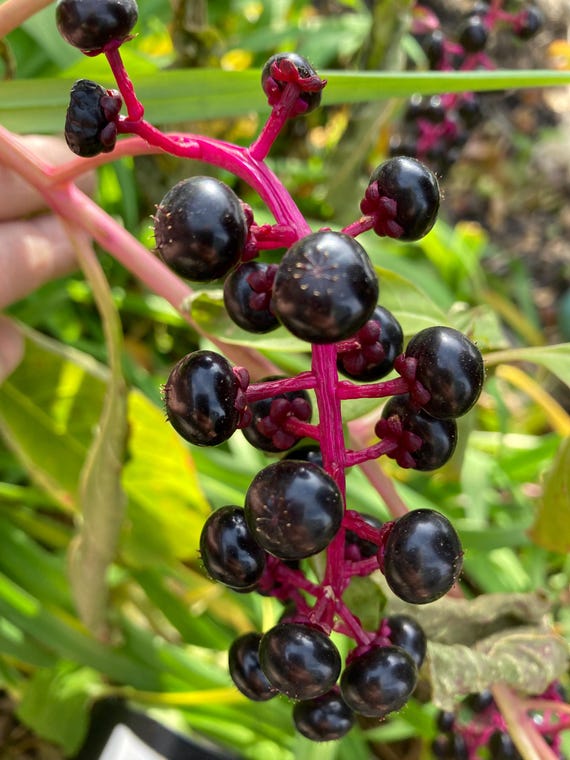 Pokeberry Cluster - Seeds (Phytolacca americana)