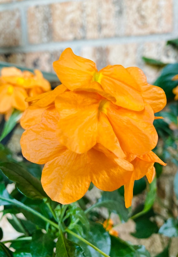 Orange Marmalade Crossandra Seeds
