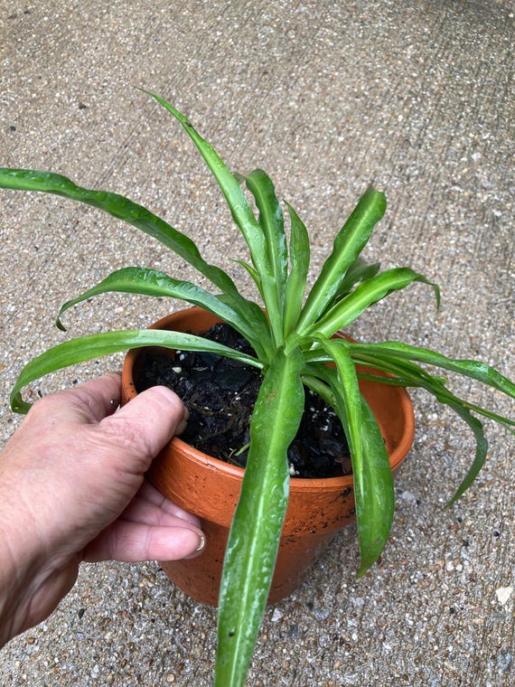 Spider Plant - Large /Medium Size