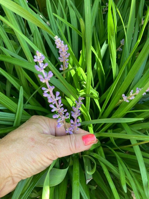 Big Blue  Liriope plug Lilyturf - 5 good size Plugs