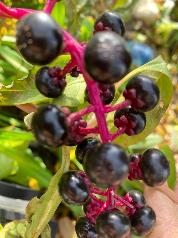 Pokeberry Seeds (Phytolacca americana)
