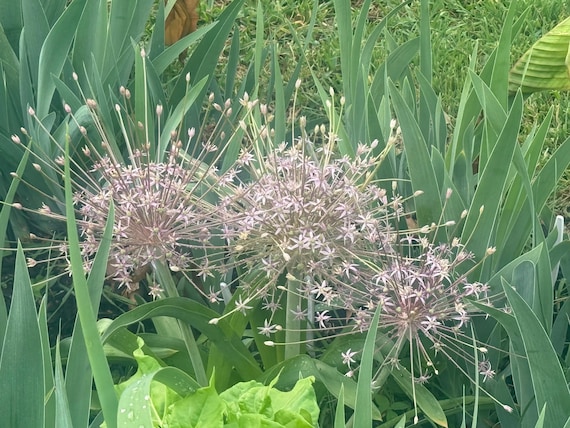 Allium shubestii bulb