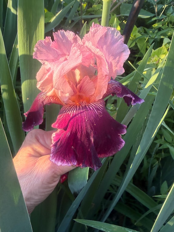 Tall Bearded Iris Wine And Roses