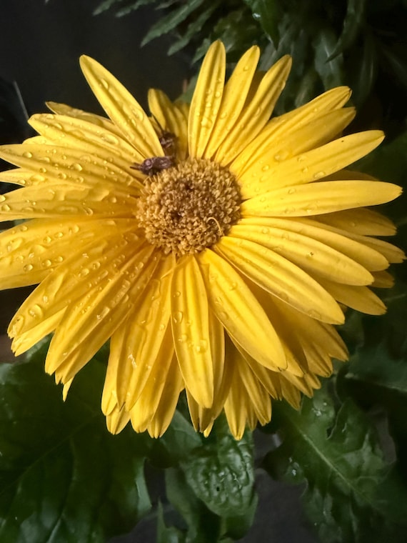 Yellow Gerbera Daisy Seeds