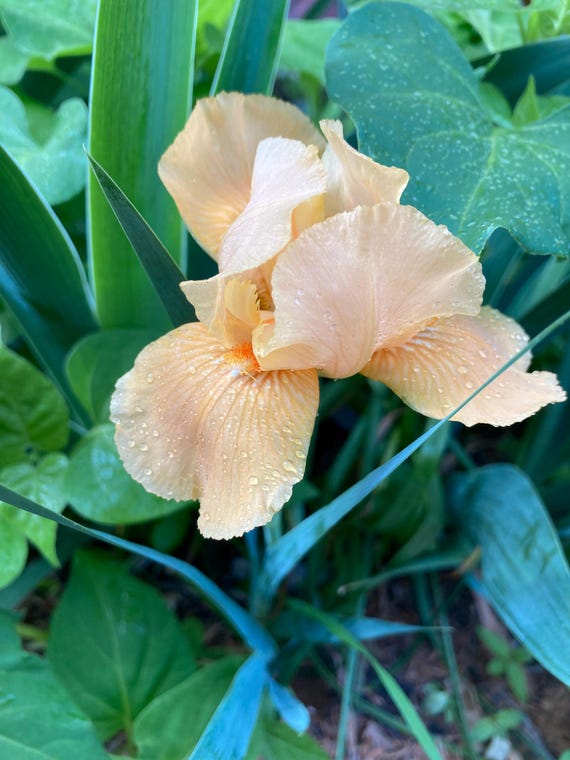 IB Bearded Iris “ Obligato  ” - Pre Sale