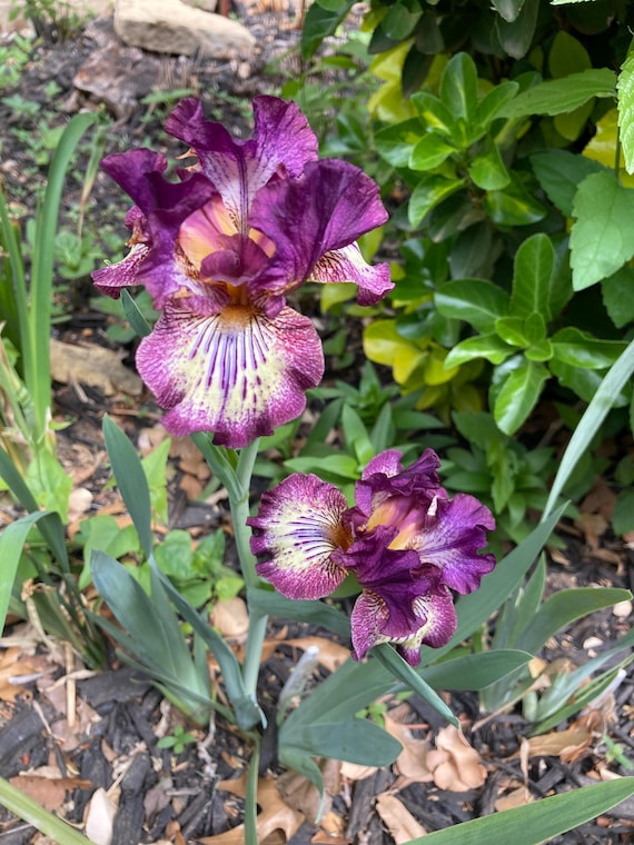 Intermediate Bearded Iris ' Spiked
