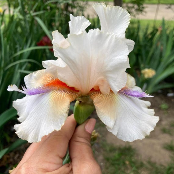 Tall Bearded Iris “ High Alert “ - Ships Now