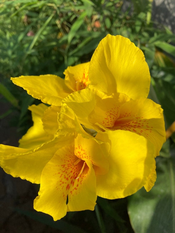 Giant Canna Yellow King Humbert