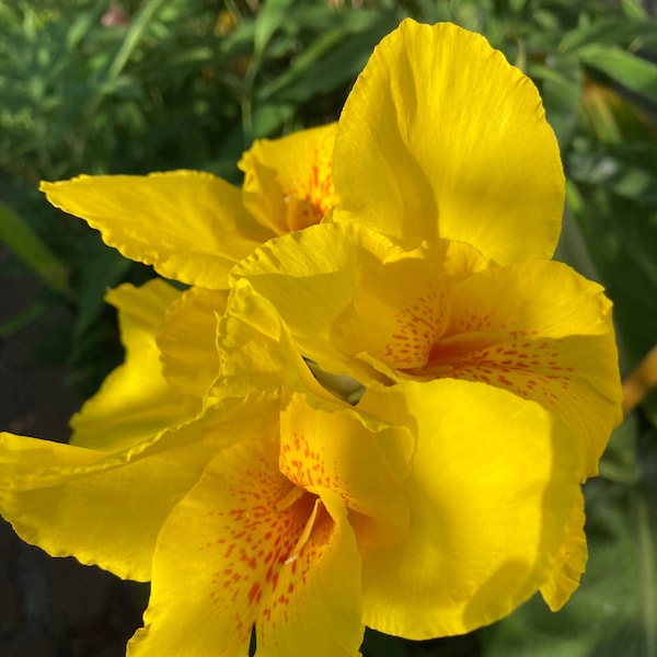 Lot Bundle Giant Canna Yellow King Humbert