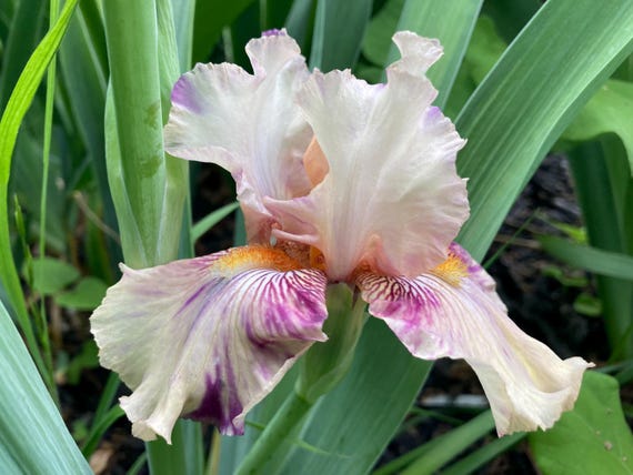 Tall Bearded Iris “ Nigerian Raspberry “ - Pre Sale