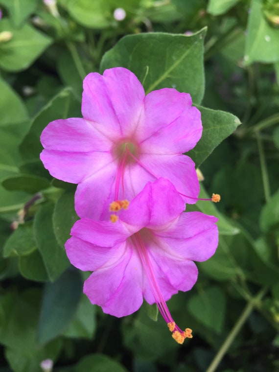 Pink Four O’Clock Seeds